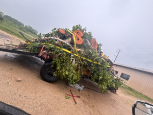 First trailer holds two trees flat