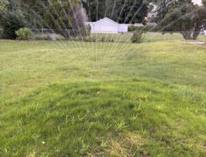 GRASS PLANTING scaled e1760468541524