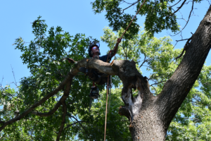 Kyetin-in-tree.webp