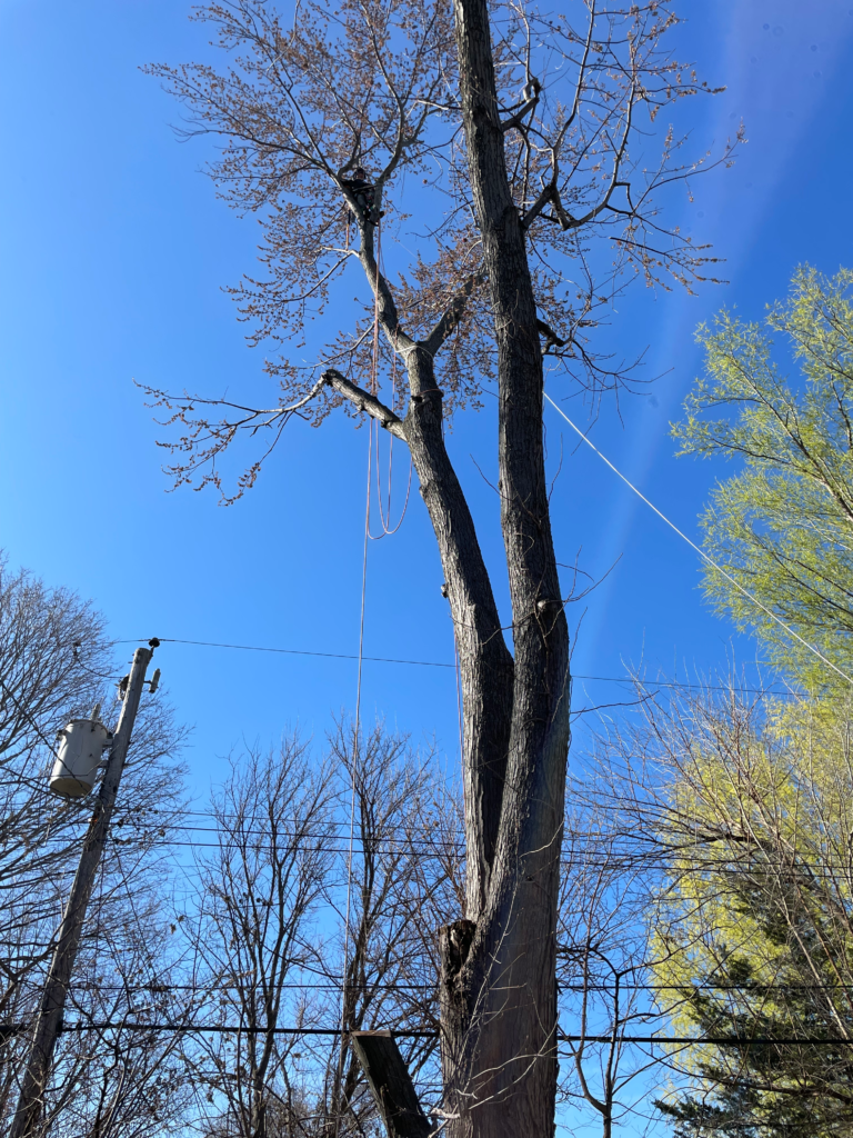 Winter Tree Conditions