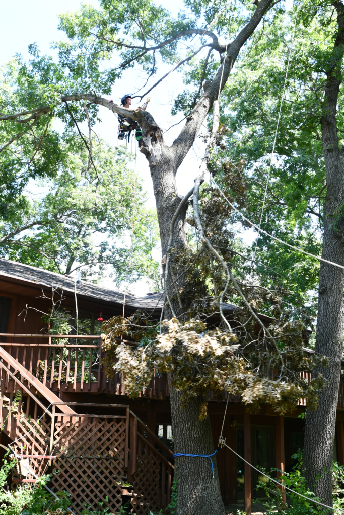 Tree Removal Service 