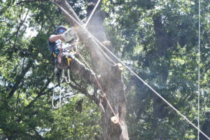 sawdust in tree