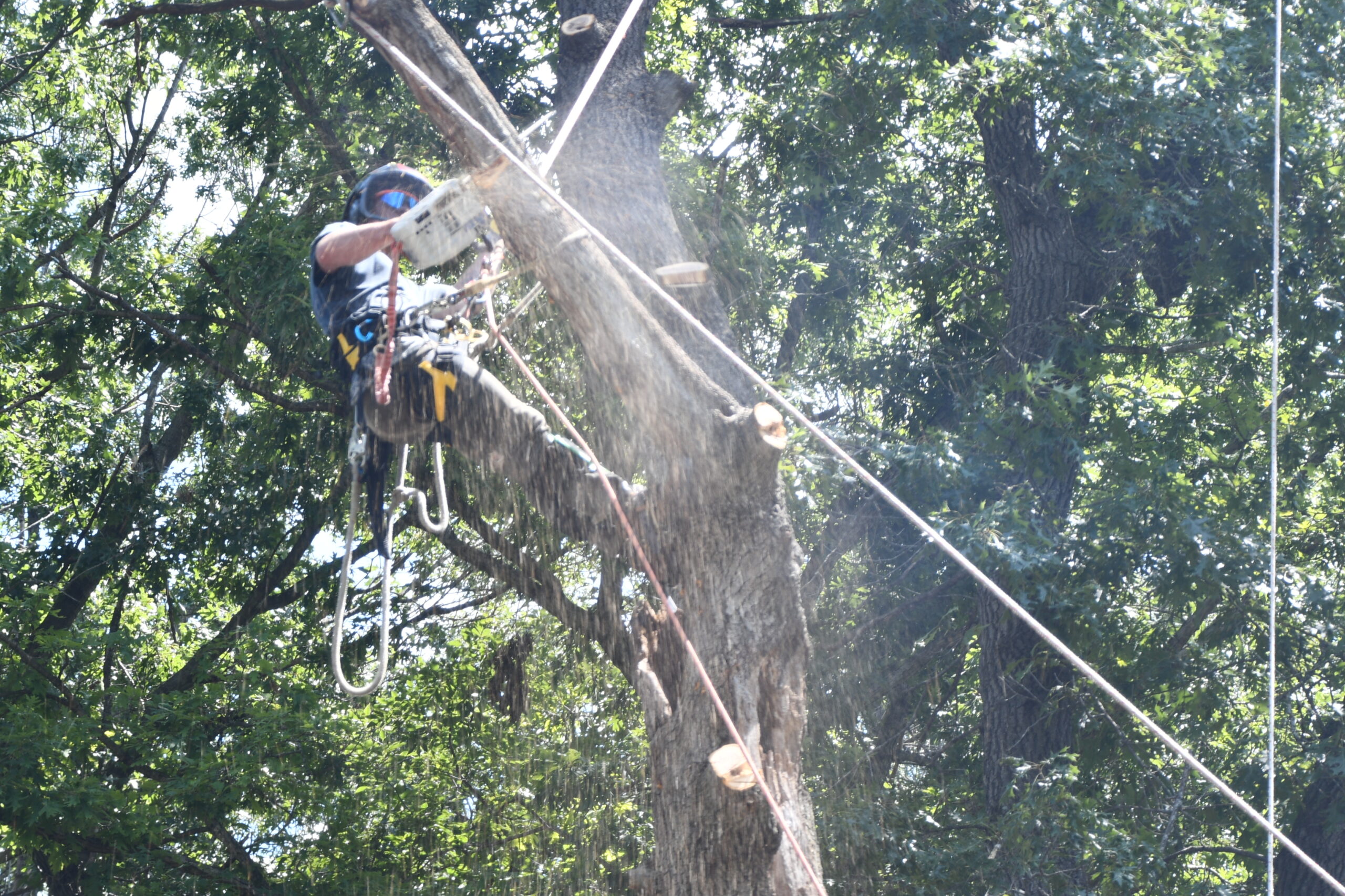 tree service Freeport IL
