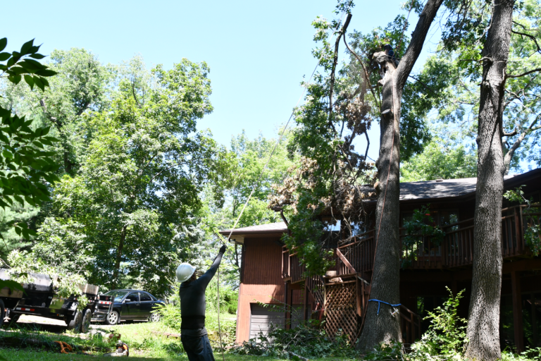 tree care service company in rockford