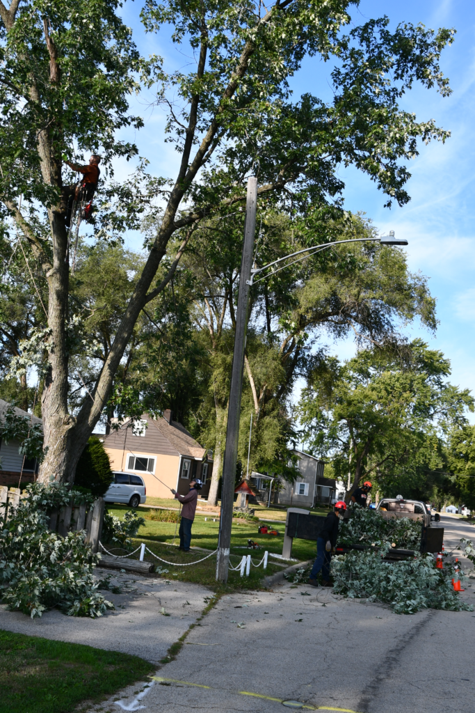Pecatonica tree care
