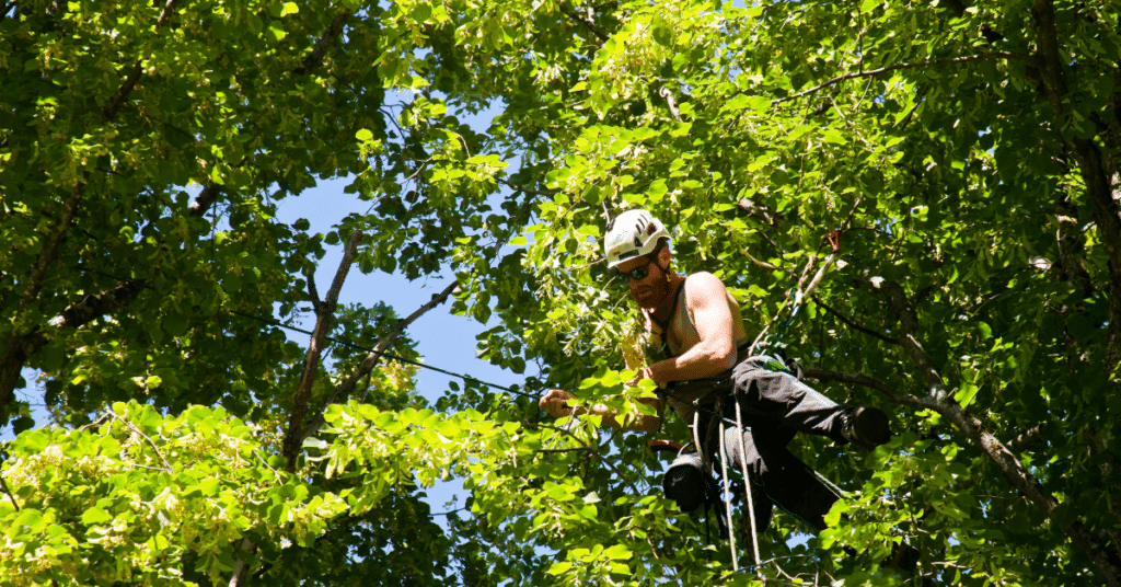 spanish moss removal service 3 1024x536 1