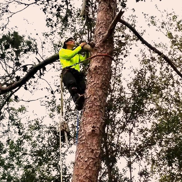 Durand IL tree service