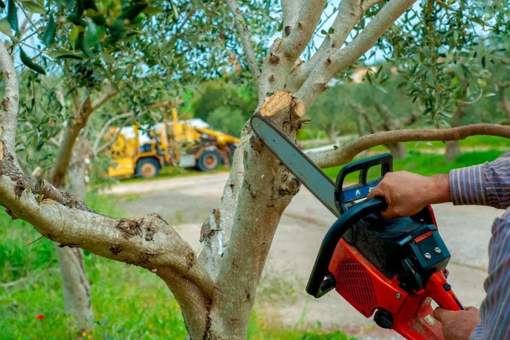 Tree Trimming