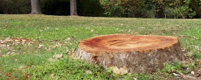 stump grinding and removal