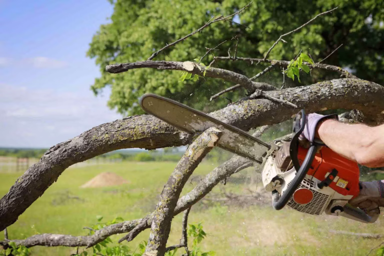 Tree Service Machesney Park IL