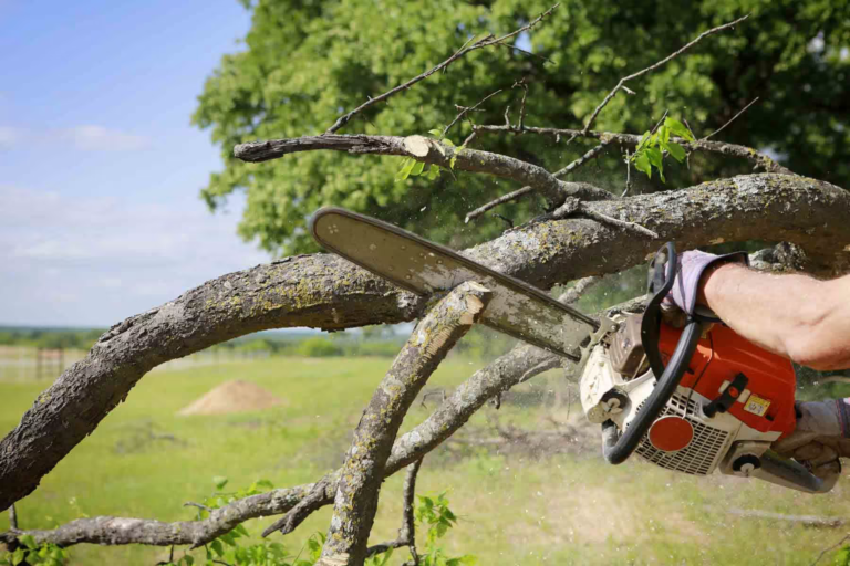 How to safely trim a tree