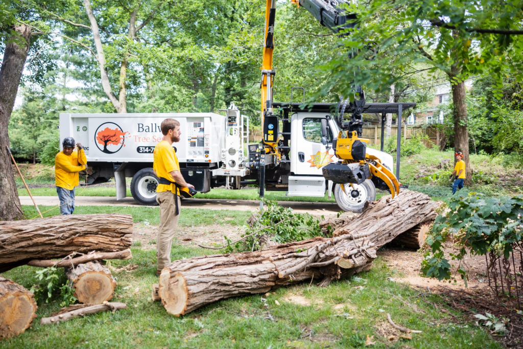 Tree service in rockton