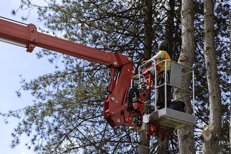 Machesney Park tree care