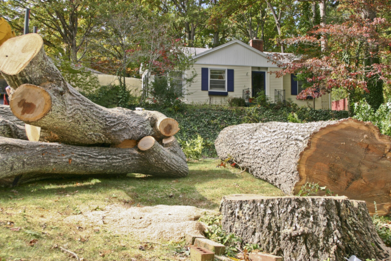 tree service in Belvidere