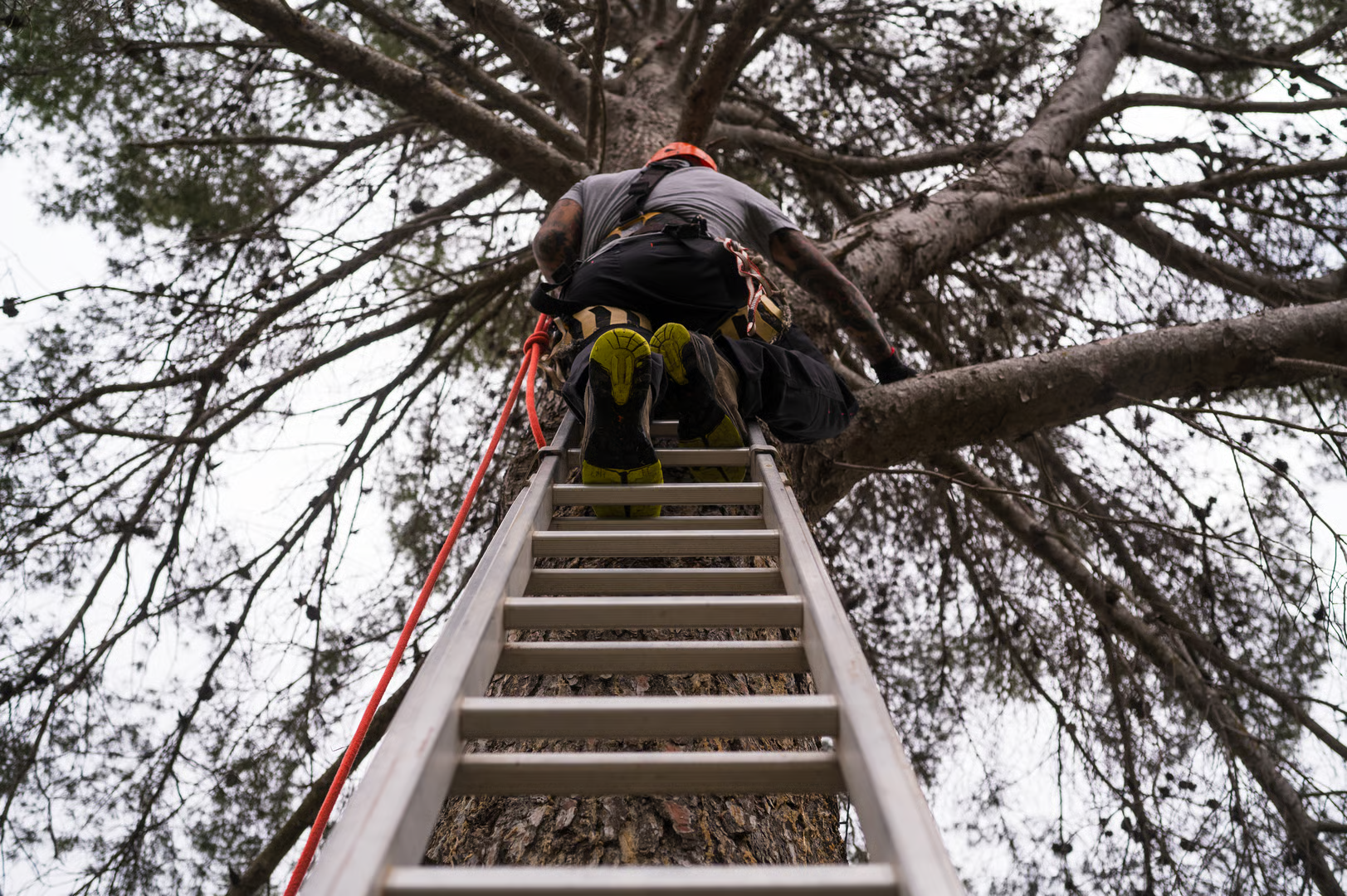 Roscoe IL tree service