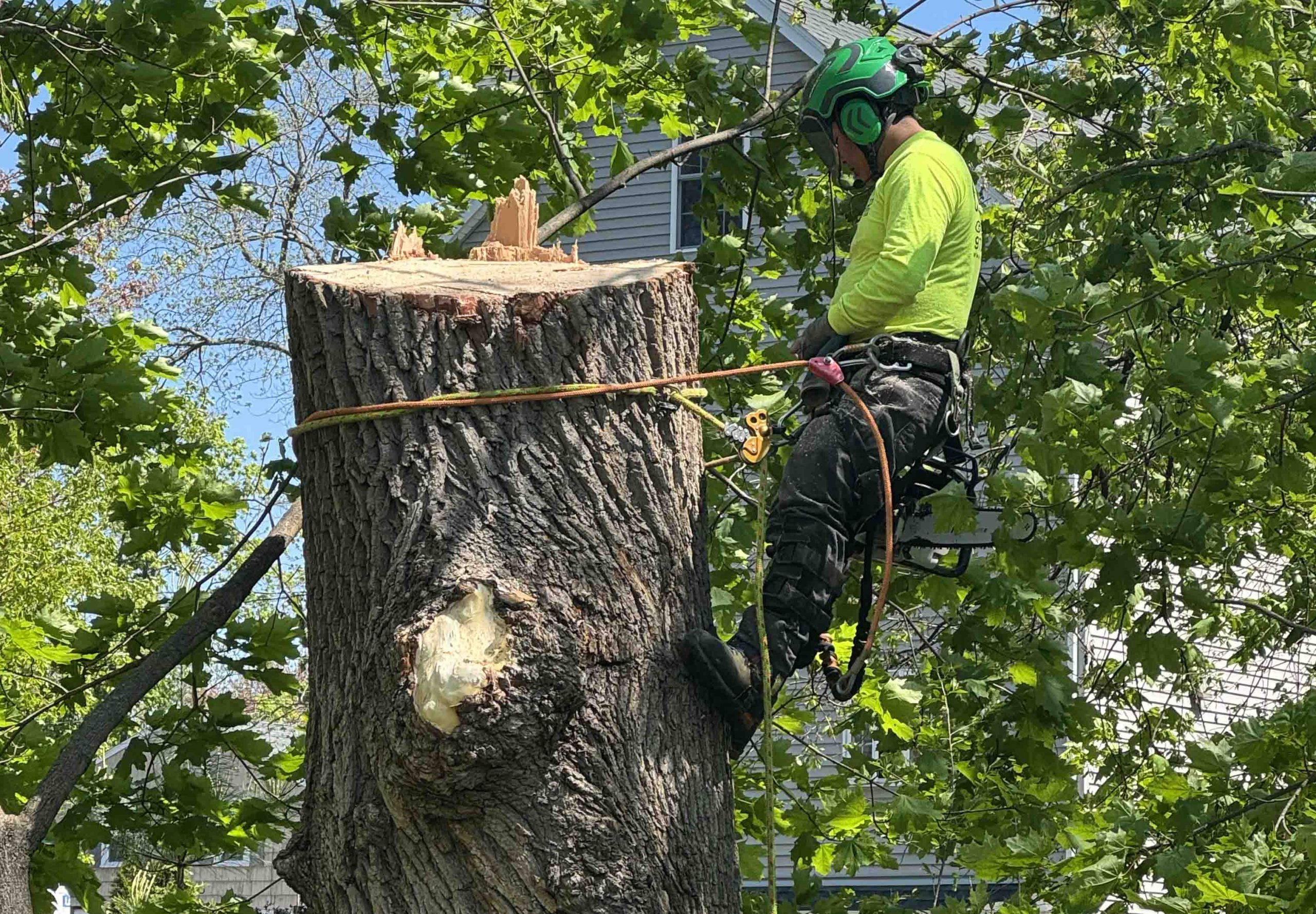 tree services in Rockford IL