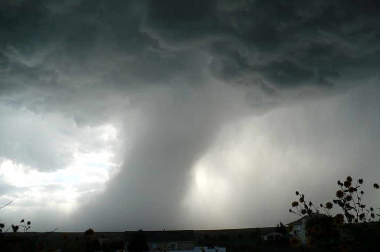 Illinois Storm Season: How to Protect Your Trees