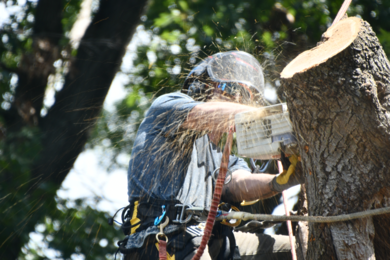 Affordable Tree Trimming in Rockford