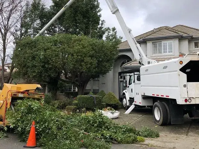 residential tree service in rockford