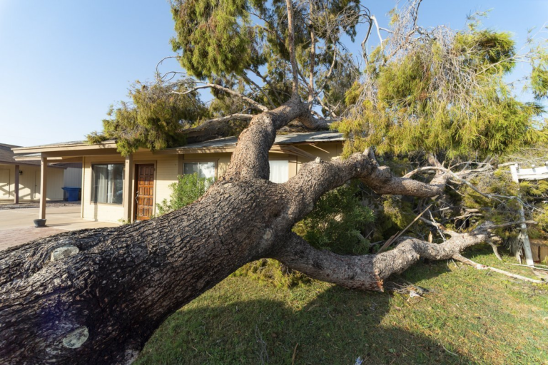 Damaged Tree Removal Near Me