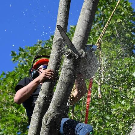 Rockton Township tree service