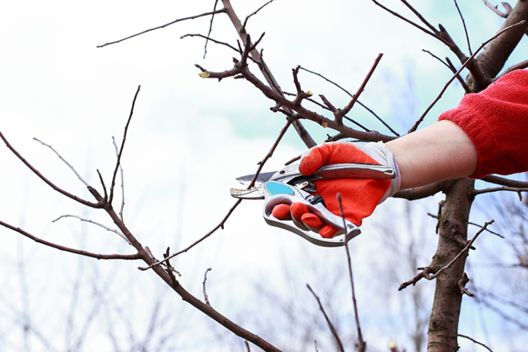 affordable tree services in Rockford