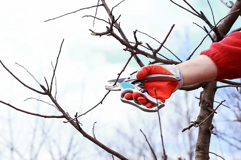 affordable tree services in Rockford