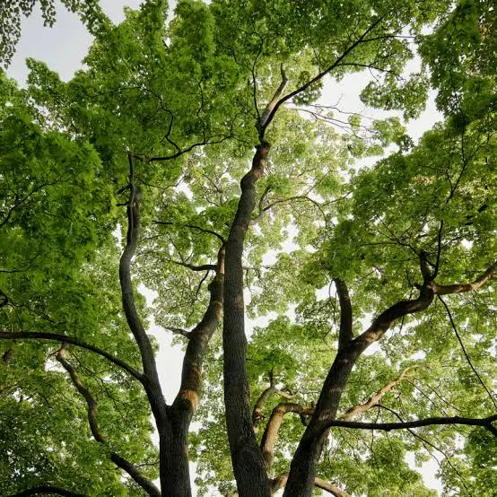 arborist in Caledonia