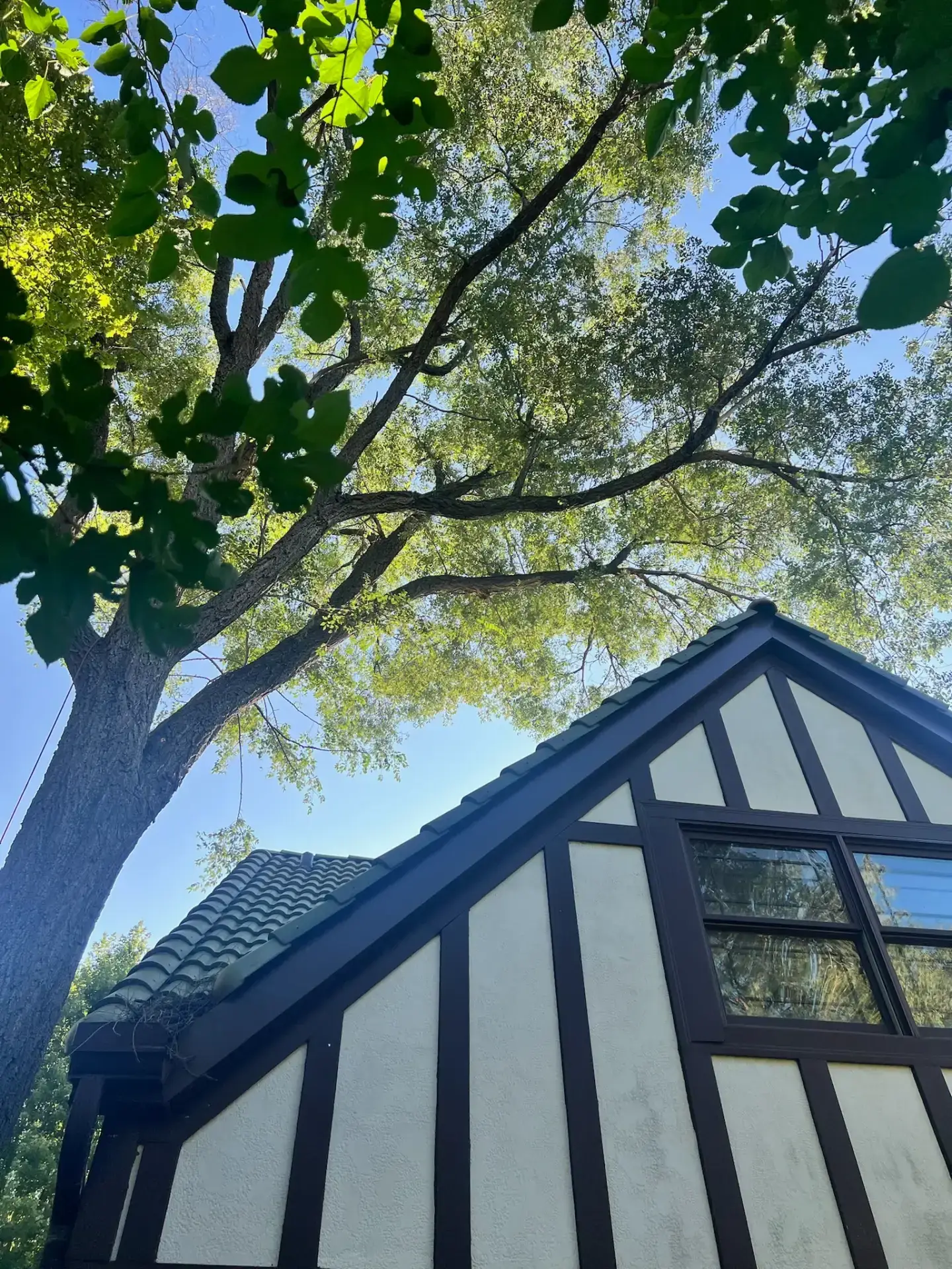 beloit tree service beloit wi 3