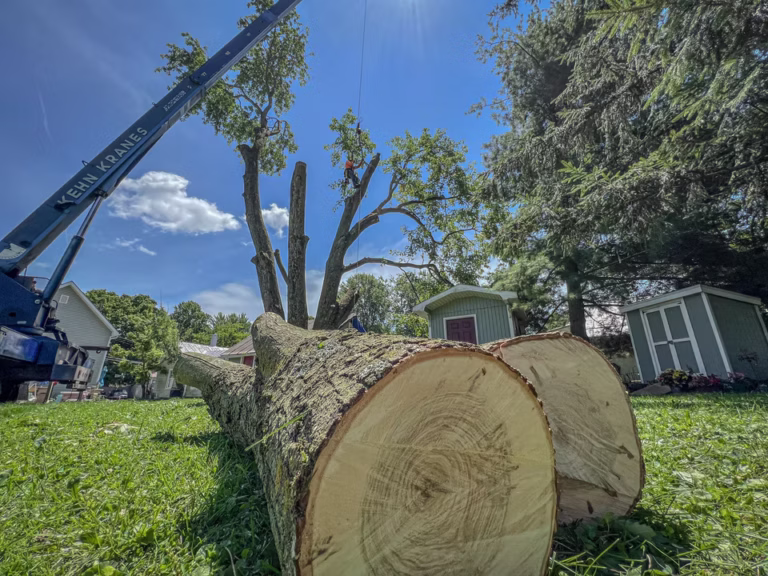 Tree Branch Removal in Rockford IL